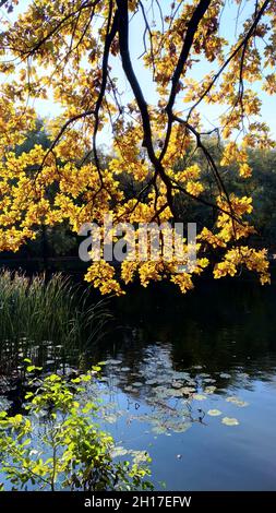 Herbstbaum mit bunten Blättern über dem Stadtteich im Hintergrund Stockfoto