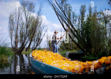 Clemente Arroyo, Agrarproduzent, sah ein Kanu voller Cempasuchil-Blüten rudern.die Ernte und der Verkauf von Cempasuchil-Blüten in Xochimilco beginnt diese Woche vor den Feierlichkeiten zum Tag der Toten in Mexiko. (Foto von Guillermo Diaz / SOPA Images/Sipa USA) Stockfoto