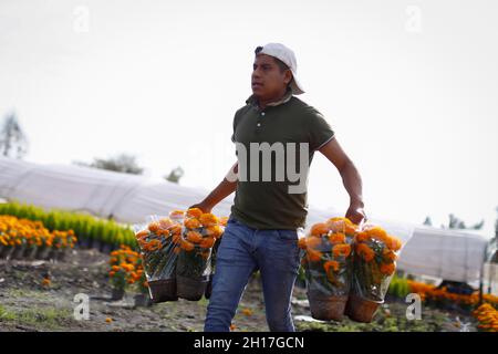 Mexiko-Stadt, Mexiko. Oktober 2021. Enrique Arroyo Tolentino, landwirtschaftlicher Produzent, trägt die Blüten von Empasuchil. Die Ernte und der Verkauf von Cempasuchil-Blumen in Xochimilco beginnt diese Woche vor den Feierlichkeiten zum Tag der Toten in Mexiko. (Foto von Guillermo Diaz/SOPA Images/Sipa USA) Quelle: SIPA USA/Alamy Live News Stockfoto