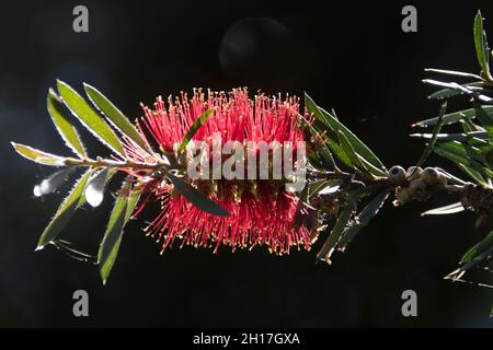 Eine einzelne australische rote Flaschenbürste (Callistemon), die im Frühlingsgarten von Sonnenlicht beleuchtet wird. Queensland, Australien. Stockfoto