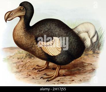 Dodo - Frederick William Frohawk (16. Juli 1861 - 10. Dezember 1946), ein englischer zoologischer Künstler und Lepidopterist. Stockfoto