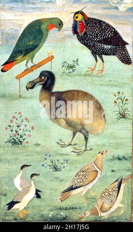 Dodo - Ein Gemälde, das das Dodo Ustad Mansur zugeschrieben - 1628-33. Stockfoto