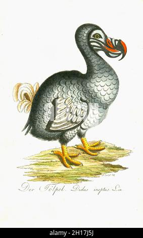Dodo - Christian Friedrich Stölzel - 1792 Stockfoto