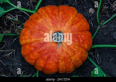 In einem Gartenbeet auf dem Boden liegt ein großer orange reifer Kürbis. Hochwertige Fotos Stockfoto