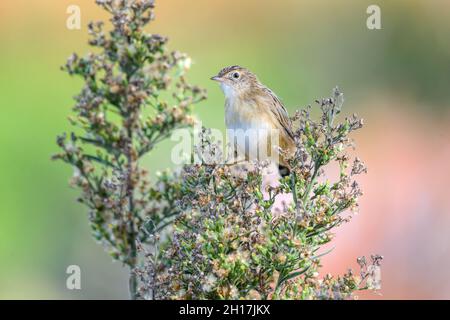 Zitting Cisticola (Cisticola juncidis) hoch oben auf der Pflanze. Portugal, Europa. Stockfoto