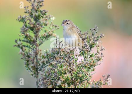 Zitting cisticola (Cisticola juncidis) in Pferdefutter Stockfoto