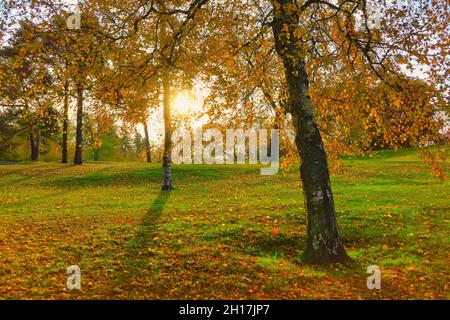 Birken, Betula, mit gelbem Herbstlaub an einem schönen sonnigen Morgen Mitte Oktober. Helsinki, Finnland. 2021. Stockfoto