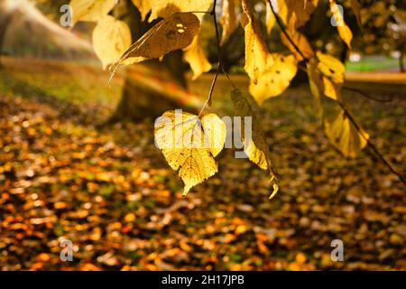 Gelbe Linden, Tilia Europea, Blatt gegen goldene Stunde Sonnenlicht im Park, gefallen verlässt den Boden, am schönen Morgen des Oktober. Stockfoto