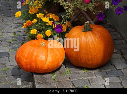 Zwei schöne und große Kürbisse mit vielen bunten Blumen im Hintergrund an einem schönen Halloween-Tag in Ulm City in Deutschland Stockfoto