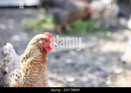 Ein Hahn rot-brauner Farbe geht in der Nähe um den Hof herum Stockfoto