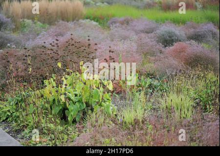 BOTTROP, DEUTSCHLAND - 21. AUGUST 2021: Bepflanzung im mehrjährigen Wiesenstil, entworfen von Piet Oudolf im öffentlichen Park Bern Stockfoto