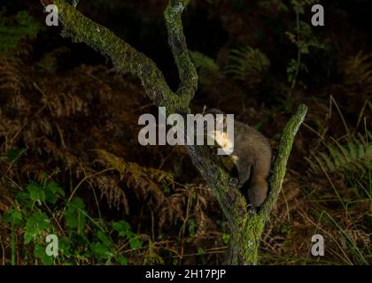 Kiefernmarder (Martes martes), Fütterung am Waldrand, Autumn, Morvern, Schottland Stockfoto
