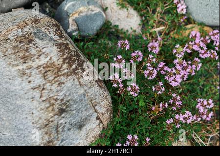 Wunderschöne violette Wildblumen aus der Nähe auf dem Hintergrund einer blühenden Wiese. Verbascum phoeniceum, bekannt als Purple Königskerze oder Verführerin Purpur Stockfoto