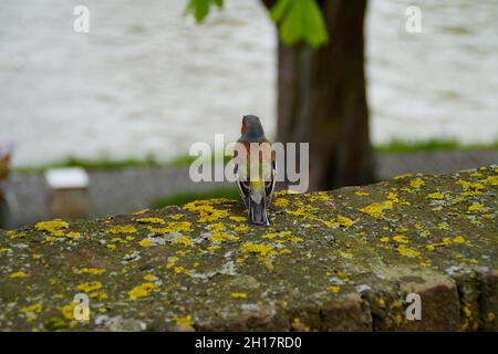 Ein schöner Fink auf der Stadtmauer der deutschen Stadt Ulm (Deutschland) Stockfoto