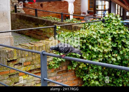 Eine wunderschöne Taube, die auf einem Handlauf in der deutschen Stadt Ulm sitzt Stockfoto