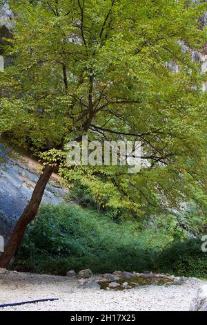 Gole di Fara San Martino im Herbst Stockfoto