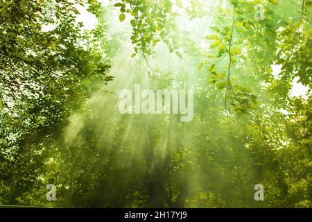 Grüne Waldszene mit Sonnenstrahlen. Naturkonzept. Stockfoto