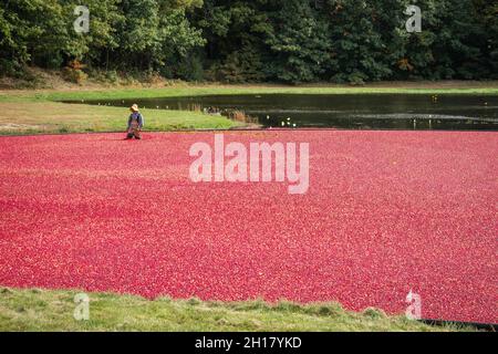 Foxborough, MA, USA, 16. Oktober 2021: Arbeiter sammeln leuchtend rote Preiselbeeren im überfluteten Moor während der jährlichen Herbsternte. Stockfoto