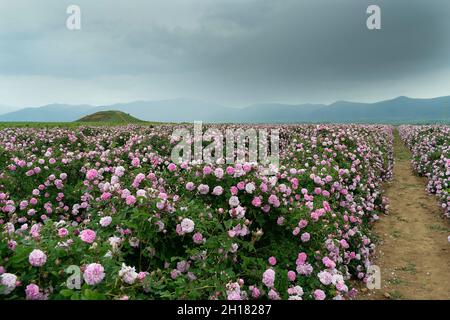 Die Rosenfelder im thrakischen Tal bei Kazanlak Stockfoto