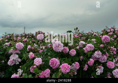 Die Rosenfelder im thrakischen Tal bei Kazanlak Stockfoto