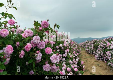 Die Rosenfelder im thrakischen Tal bei Kazanlak Stockfoto