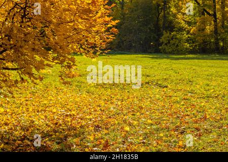 Gelber Ahorn verzweigt sich an sonnigen Tagen auf der herbstlichen Naturparkwiese Stockfoto