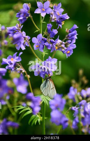 Wunderschöne violette Wildblumen aus der Nähe auf dem Hintergrund einer blühenden Wiese. Verbascum phoeniceum, bekannt als Purple Königskerze oder Verführerin Purpur Stockfoto