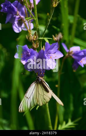 Wunderschöne violette Wildblumen aus der Nähe auf dem Hintergrund einer blühenden Wiese. Verbascum phoeniceum, bekannt als Purple Königskerze oder Verführerin Purpur Stockfoto