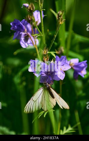 Wunderschöne violette Wildblumen aus der Nähe auf dem Hintergrund einer blühenden Wiese. Verbascum phoeniceum, bekannt als Purple Königskerze oder Verführerin Purpur Stockfoto