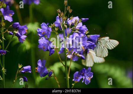 Wunderschöne violette Wildblumen aus der Nähe auf dem Hintergrund einer blühenden Wiese. Verbascum phoeniceum, bekannt als Purple Königskerze oder Verführerin Purpur Stockfoto