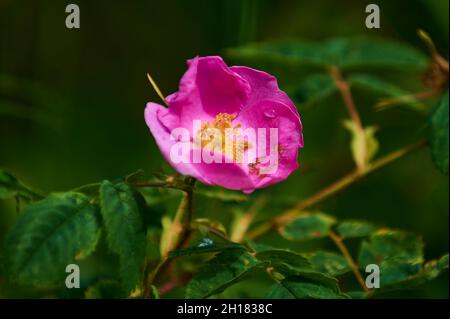 Wunderschöne violette Wildblumen aus der Nähe auf dem Hintergrund einer blühenden Wiese. Verbascum phoeniceum, bekannt als Purple Königskerze oder Verführerin Purpur Stockfoto