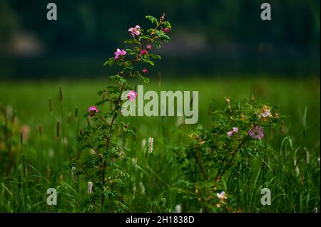 Wunderschöne violette Wildblumen aus der Nähe auf dem Hintergrund einer blühenden Wiese. Verbascum phoeniceum, bekannt als Purple Königskerze oder Verführerin Purpur Stockfoto