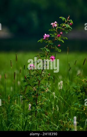 Wunderschöne violette Wildblumen aus der Nähe auf dem Hintergrund einer blühenden Wiese. Verbascum phoeniceum, bekannt als Purple Königskerze oder Verführerin Purpur Stockfoto