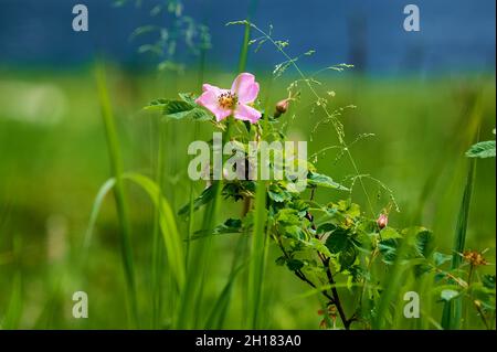 Wunderschöne violette Wildblumen aus der Nähe auf dem Hintergrund einer blühenden Wiese. Verbascum phoeniceum, bekannt als Purple Königskerze oder Verführerin Purpur Stockfoto