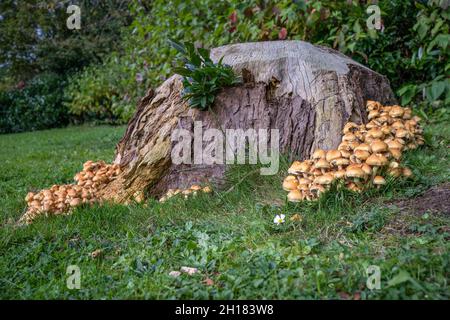 Hypholoma Fasciculare Schwefeltuft oder geclusterte Waldfresspilze, die auf einem alten Baumstumpf wachsen Stockfoto