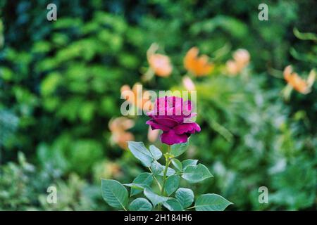 Eine Nahaufnahme einer blühenden purpurnen Floribunda-Rose Stockfoto