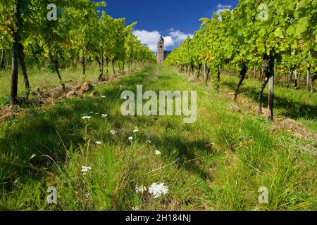 Das Kloster St. Hildegard mit Weinbergen, Eibingen bei Rüdesheim, gegründet von Hildegard von Bingen, Rheinland Pfalz, Deutschland, Europa Stockfoto