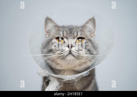 Portrait graue britische Katze trägt Kragen, um Kegel für Haustiere nach der Operation, Sicherheit der Wundheilung gegen Biss und lecken Wunden auf grauem Hintergro wiederherzustellen Stockfoto