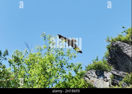 Silhouette Steppe Adler fliegen unter der hellen Sonne und bewölktem Himmel im Sommer Stockfoto