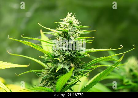 Nahaufnahme von medizinischen Marihuana- oder CBD-reichen Hanfknospen, die auf einer Cannabispflanze blühen Stockfoto