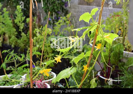 Gurkenpflanze auf einer Terrasse während Regendusche Stockfoto