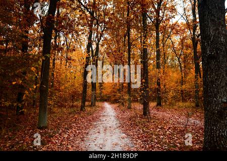 Straße zwischen hohen hohen Bäumen mit gelben Blättern. Herbstwald mit Wanderweg und gefallenen Blättern. Geheimnisvolle Laubwälder am Abend. Von Bäumen gesäumter Pfad Stockfoto