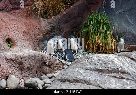 Kleine Blaupinguine, Rettung, Ausstellung, Tierwelt, kleine Vögel, Korora, niedlich, Internationales Antarktiszentrum; Christchurch; Neuseeland Stockfoto