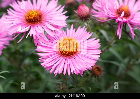 Symphyotrichum novae-angliae 'Harrington's Pink'. Harrington's Pink New England Aster Blume. VEREINIGTES KÖNIGREICH Stockfoto