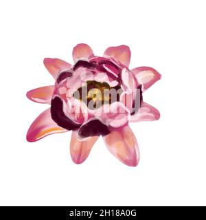 Aquarell Satz von Blumen Farben. Weiß und Rosa isoliert auf weißem Hintergrund Stockfoto