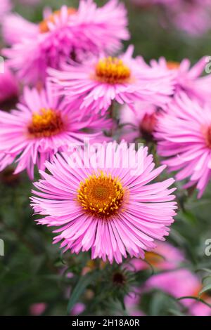 Symphyotrichum novae-angliae 'Harrington's Pink'. Harrington's Pink New England Aster Blume. VEREINIGTES KÖNIGREICH Stockfoto