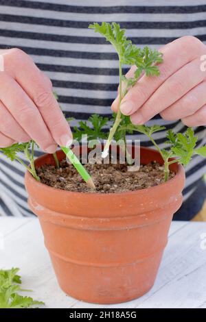 Pelargonium-Stecklinge. Pelargonium-Stecklinge vor dem Gießen in Kompost einsetzen und an einer gut beleuchteten Stelle platzieren. VEREINIGTES KÖNIGREICH Stockfoto