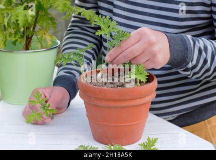 Pelargonium-Stecklinge. Pelargonium-Stecklinge vor dem Gießen in Kompost einsetzen und an einer gut beleuchteten Stelle platzieren. VEREINIGTES KÖNIGREICH Stockfoto