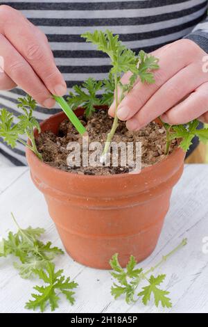 Pelargonium-Stecklinge. Pelargonium-Stecklinge vor dem Gießen in Kompost einsetzen und an einer gut beleuchteten Stelle platzieren. VEREINIGTES KÖNIGREICH Stockfoto