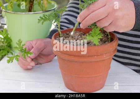 Pelargonium-Stecklinge. Pelargonium-Stecklinge vor dem Gießen in Kompost einsetzen und an einer gut beleuchteten Stelle platzieren. VEREINIGTES KÖNIGREICH Stockfoto